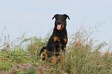 BEAUCERON 377